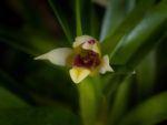 Read more: Maxillaria rufescens