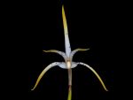 Leggi tutto: Maxillaria speciosa