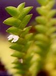 Read more: Microsaccus griffithii