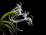 Read more: Neofinetia falcata