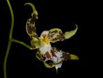 Read more: Odontoglossum hallii