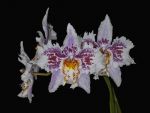 Read more: Odontoglossum crispum