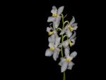 Leggi tutto: Osmoglossum pulchellum forma dormanianum