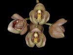Read more: Acineta chrysantha