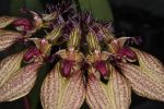 Read more: Bulbophyllum rothschildianum  