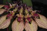 Read more: Bulbophyllum rothschildianum