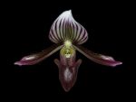 Read more: Paphiopedilum barbatum