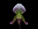 Read more: Paphiopedilum callosum