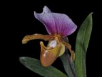 Leggi tutto: Paphiopedilum charlesworthii