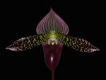 Read more: Paphiopedilum ciliolare