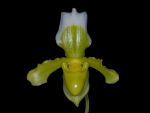 Read more: Paphiopedilum insigne