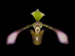 Read more: Paphiopedilum lowii