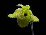 Leggi tutto: Paphiopedilum malipoense