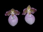 Read more: Paphiopedilum micranthum