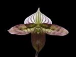 Leggi tutto: Paphiopedilum purpuratum