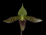 Leggi tutto: Paphiopedilum sukhakulii