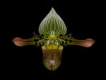 Read more: Paphiopedilum venustum