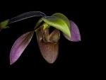 Read more: Paphiopedilum appletonianum