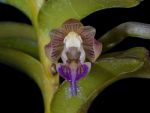 Read more: Pelatanthera bicuspidata