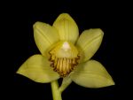 Leggi tutto: Phaius flavus