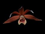 Read more: Phaius tancarvilleae