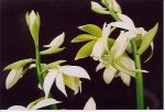 Read more: Phaius tancarvilleae var pulcra