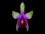 Leggi tutto: Phalaenopsis violacea