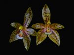 Read more: Phalaenopsis cornu-cervi