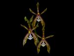 Leggi tutto: Phalaenopsis mannii