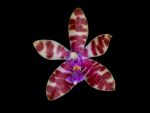 Leggi tutto: Phalaenopsis mariae