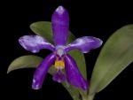 Read more: Phalaenopsis pulchra