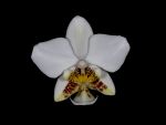 Read more: Phalaenopsis stuartiana