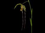 Read more: Phragmipedium caudatum