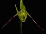 Read more: Phragmipedium longifolium