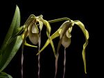 Read more: Phragmipedium wallisii