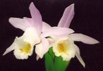 Read more: Pleione hookeriana