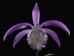 Read more: Pleione formosana