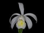 Read more: Pleione formosana forma alba