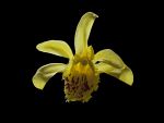 Read more: Pleione forrestii