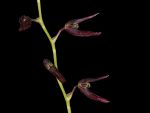 Read more: Pleurothallis restrepioides