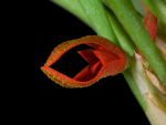 Read more: Specklinia tribuloides