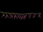Read more: Dracontia tuerckheimii