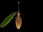 Read more: Restrepia brachypus