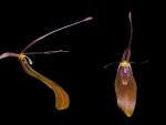 Read more: Restrepia elegans