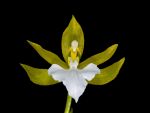 Read more: Rhynchostele bictoniensis forma alba