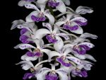 Read more: Rhynchostylis gigantea 