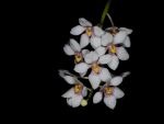 Read more: Sarcochilus hartmannii