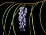 Read more: Schoenorchis juncifolia