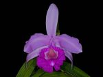 Read more: Sobralia macrantha