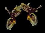 Read more: Stanhopea tigrina var.nigroviolacea